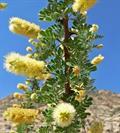 آکاسیا پنجه گربه ای